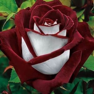 Meet your Posher, Joshua